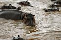 School of hippos